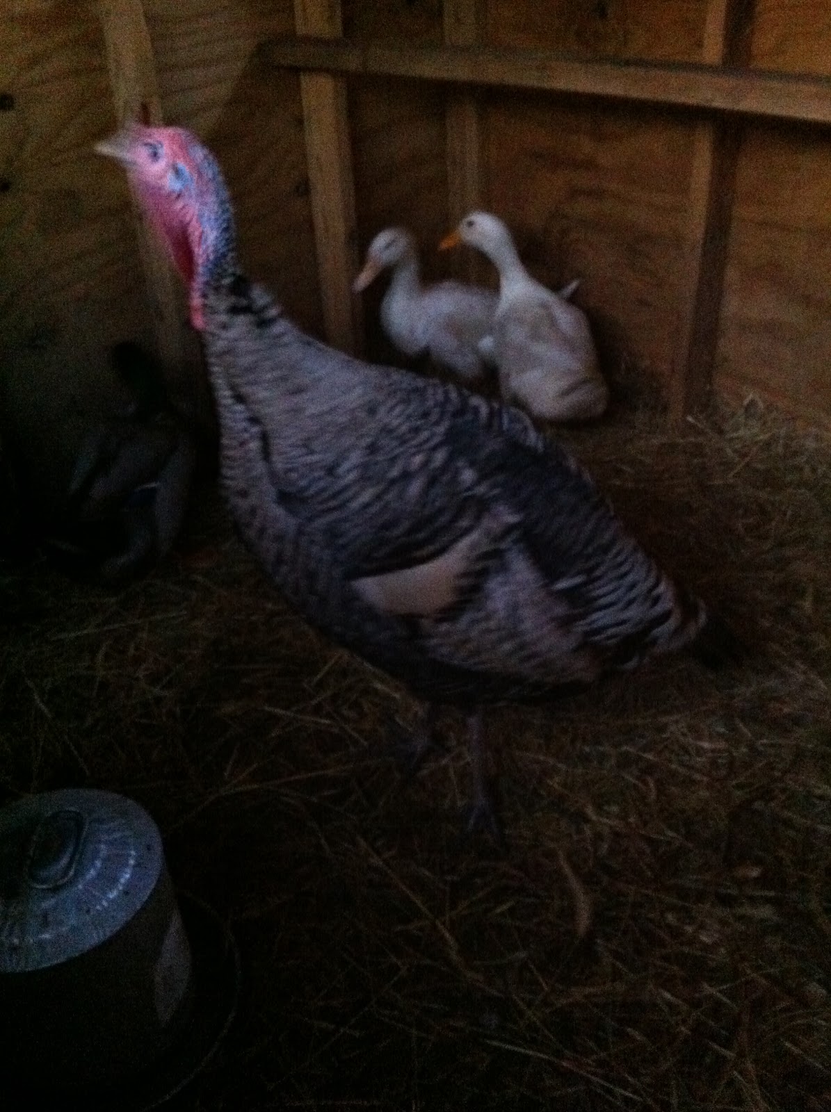 Turkeys and Ducks, living together, happily ever after Timber Creek Farm